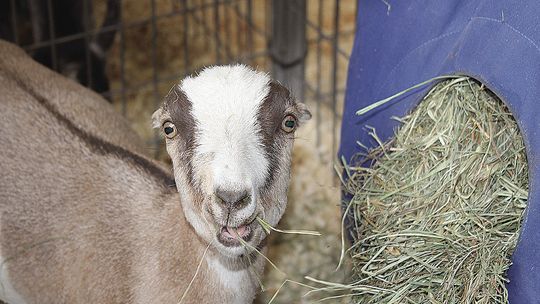 Bonner County Fair 2026