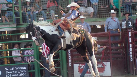 Bronc rider cashes in at Newport, Sandpoint