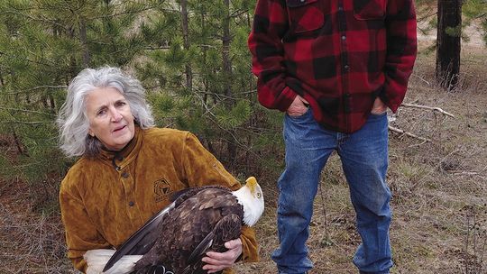 Couple stays with injured eagle