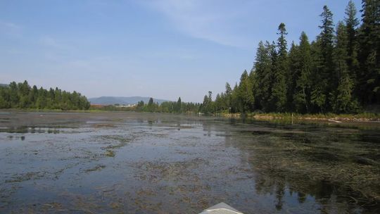 ‘Don’t have the means to fight it’: A look at the aquatic plant causing plenty of headaches