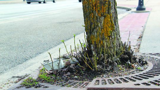 Dying trees spark concerns in Newport