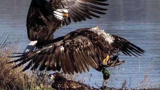 Eagle fight