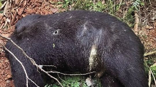 Game wardens investigating illegal killing of bear