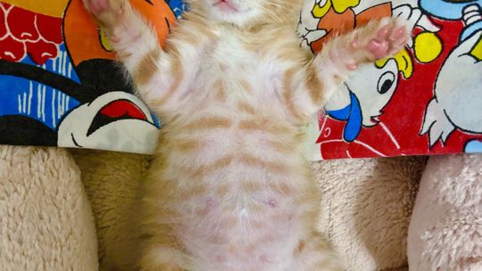 Look at that belly