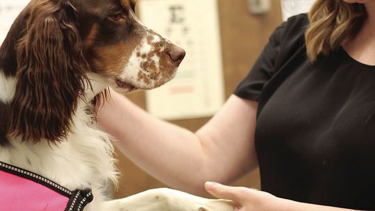 Meet Newport Hospital’s new therapy dog