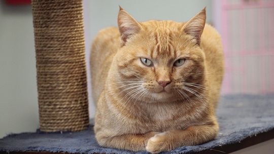 New year, new forever homes?