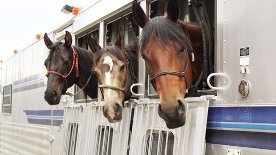 Newport Rodeo, 2012