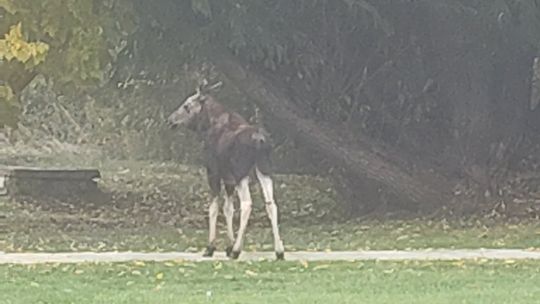 Officials warn of moose sightings in Cusick, Usk