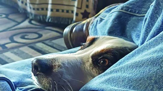 Pend Oreille River Valley Pets