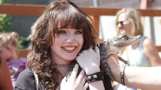 Snuggle up with an alligator?