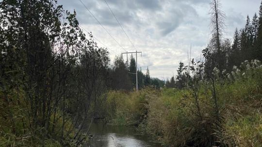 Tribe receives nearly $1 million for salmon