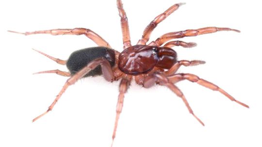 Web of intrigue: Researchers find new, Idaho-centric spider species