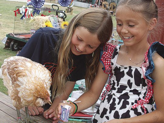 A nerdy chicken (no, really)