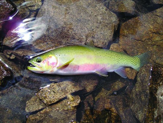 Brook trout removal planned