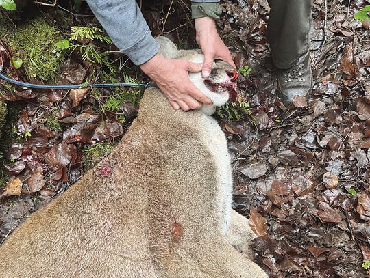 Cougars kill goats, pigs