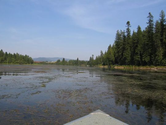 ‘Don’t have the means to fight it’: A look at the aquatic plant causing plenty of headaches