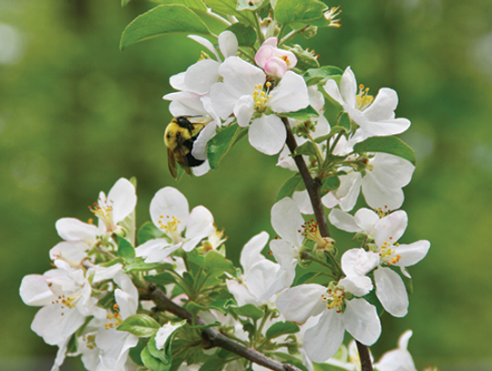 ‘Drop-In Garden Clinic & Tour’ July 19