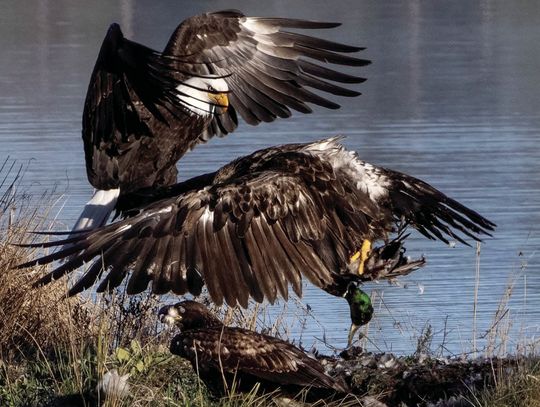 Eagle fight
