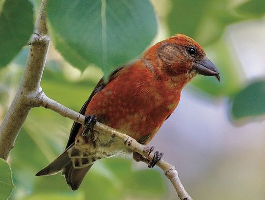 Fewer birds for Christmas count