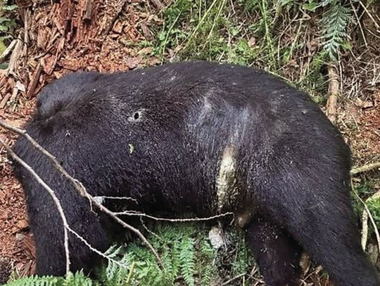 Game wardens investigating illegal killing of bear