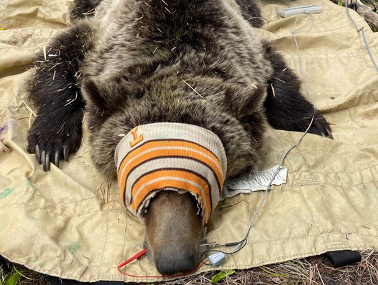 IFG begins grizzly bear research trapping in the northern Panhandle