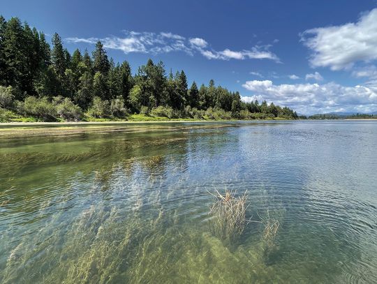 Learn about noxious weeds at aquatic life, property management workshop