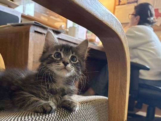 Meet The Miner’s ‘Mittens’