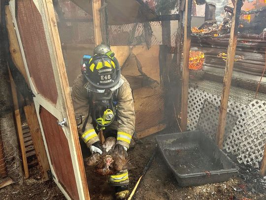 Multiple animals saved from house fire