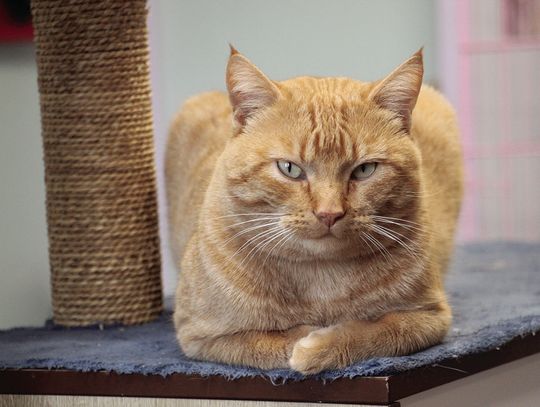 New year, new forever homes?