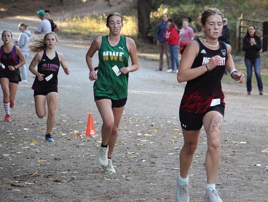 Run, Grizzlies, run