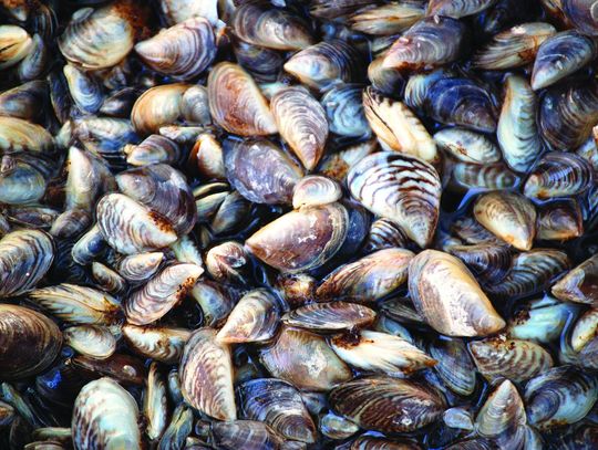 Washington on guard for mussel found in Idaho last year