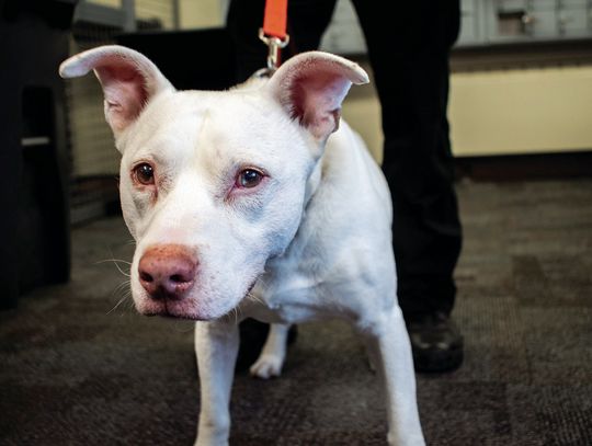 Washington’s fentanyl-sniffing dogs: The newest tool in the fight against opioids