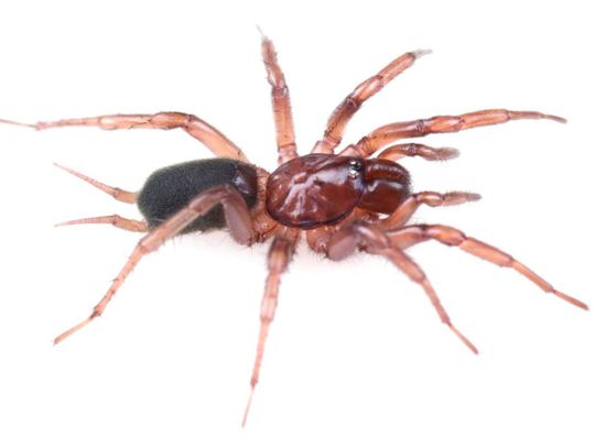Web of intrigue: Researchers find new, Idaho-centric spider species