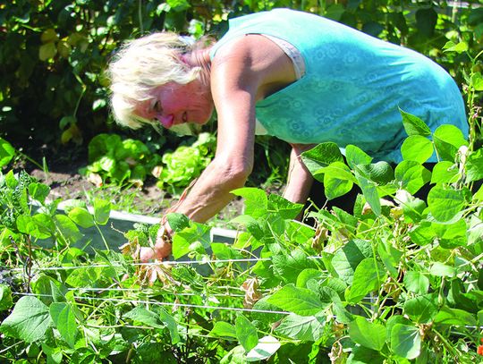 Weeding at the community garden