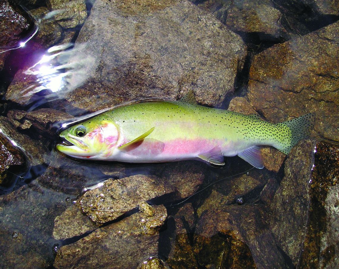 Brook trout removal planned