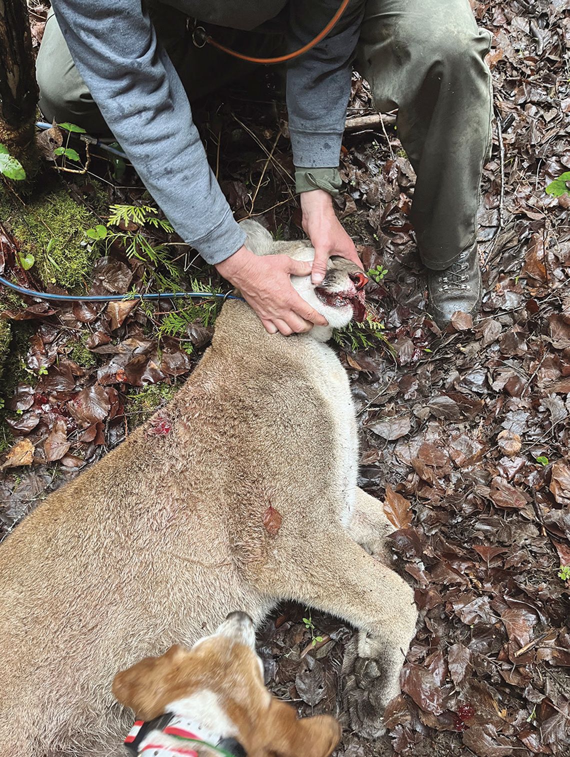 Cougars kill goats, pigs