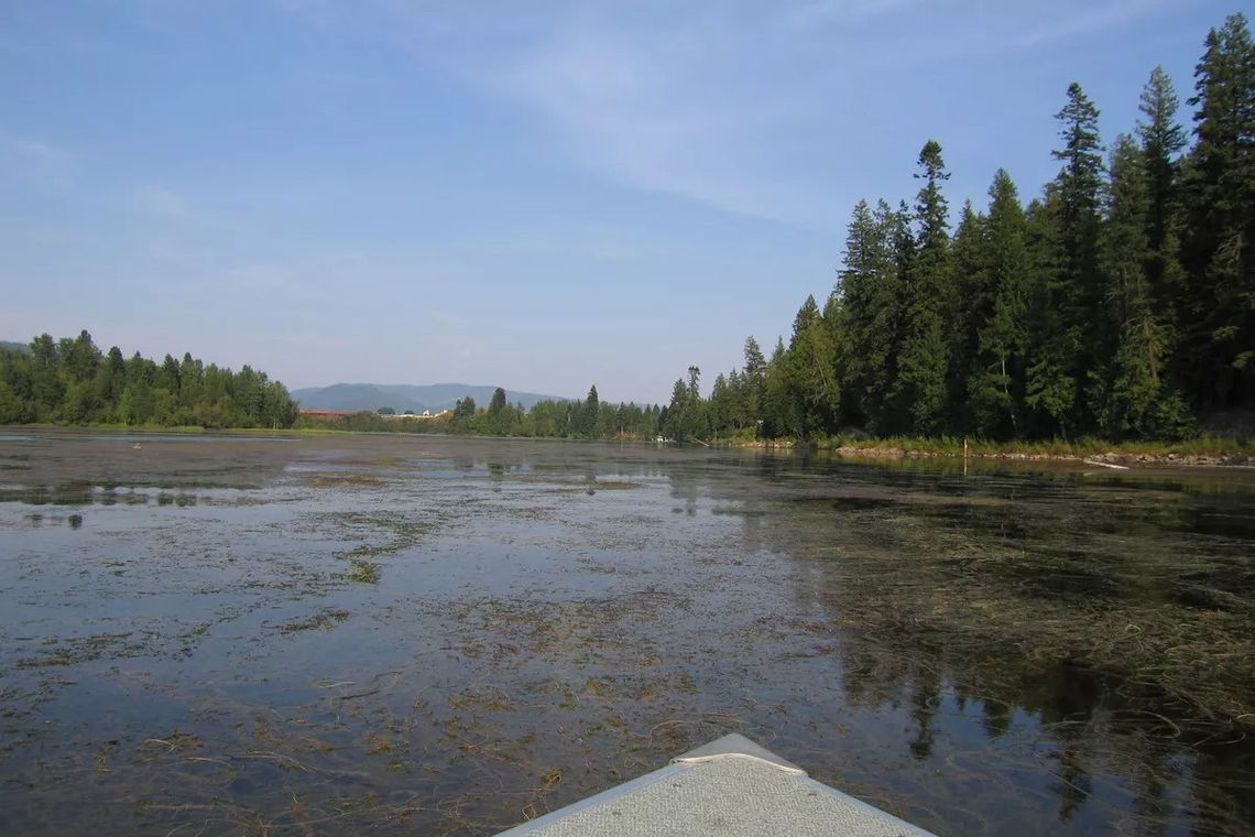 ‘Don’t have the means to fight it’: A look at the aquatic plant causing plenty of headaches ‘Don’t have the means to fight it’: A look at the aquatic plant causing plenty of headaches
