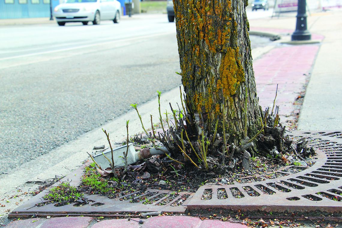 Dying trees spark concerns in Newport
