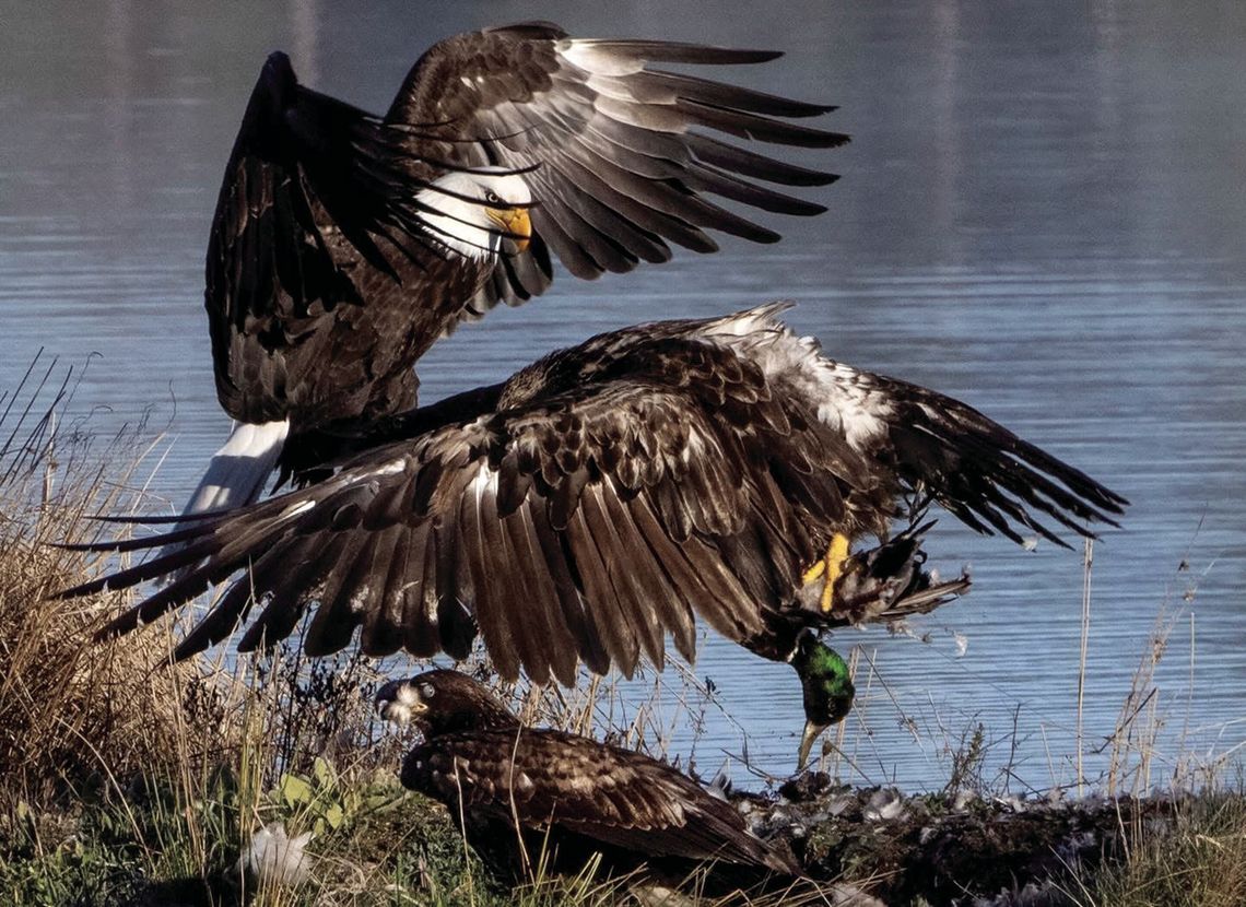 Eagle fight