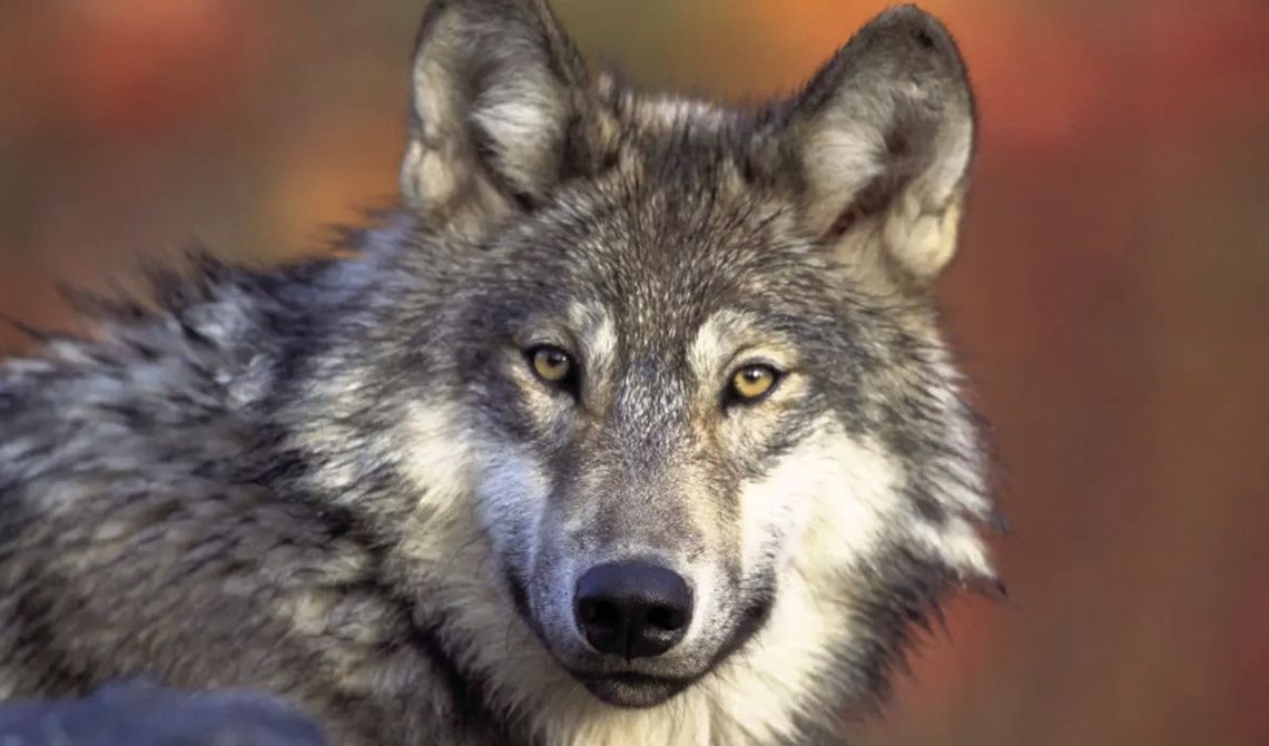 ‘Endangered’ status to remain in effect for WA wolves