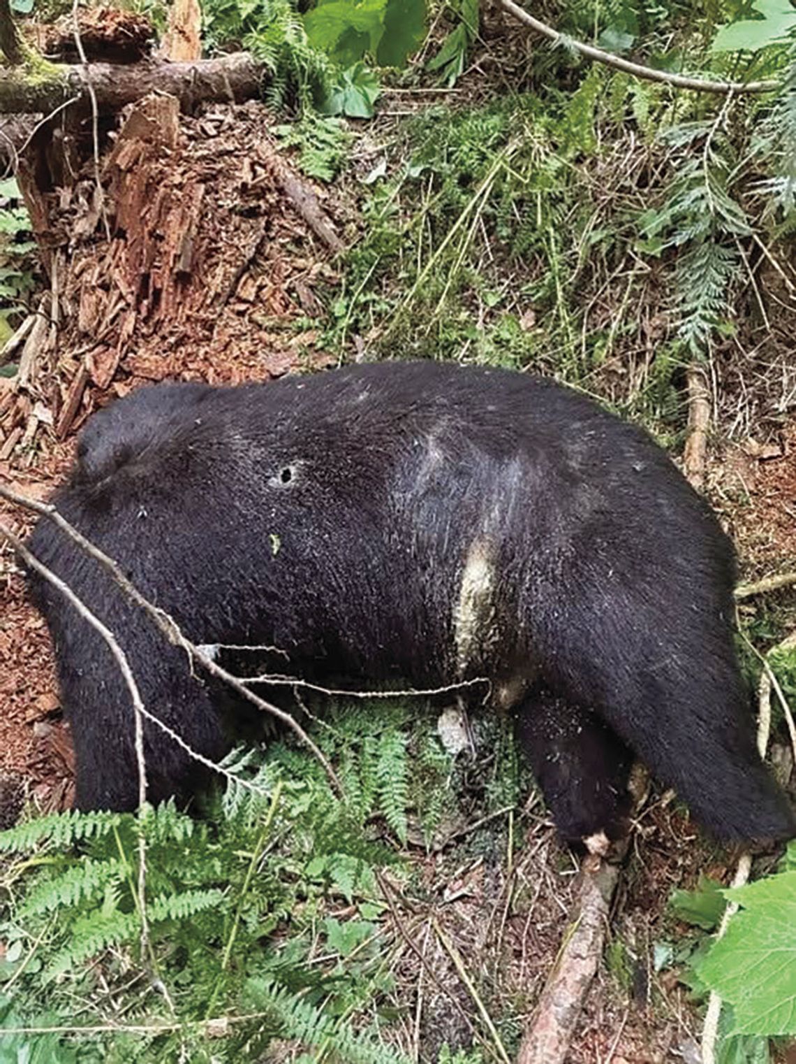Game wardens investigating illegal killing of bear Game wardens investigating illegal killing of bear