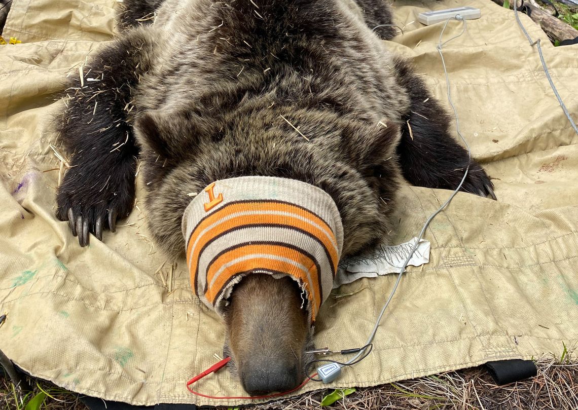 IFG begins grizzly bear research trapping in the northern Panhandle IFG begins grizzly bear research trapping in the northern Panhandle