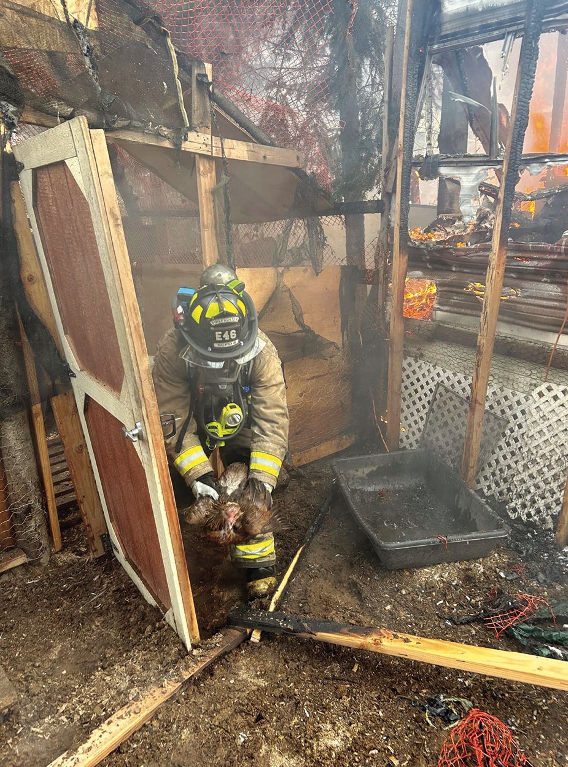 Multiple animals saved from house fire