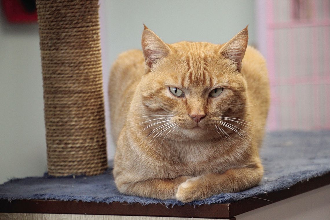 New year, new forever homes? New year, new forever homes?