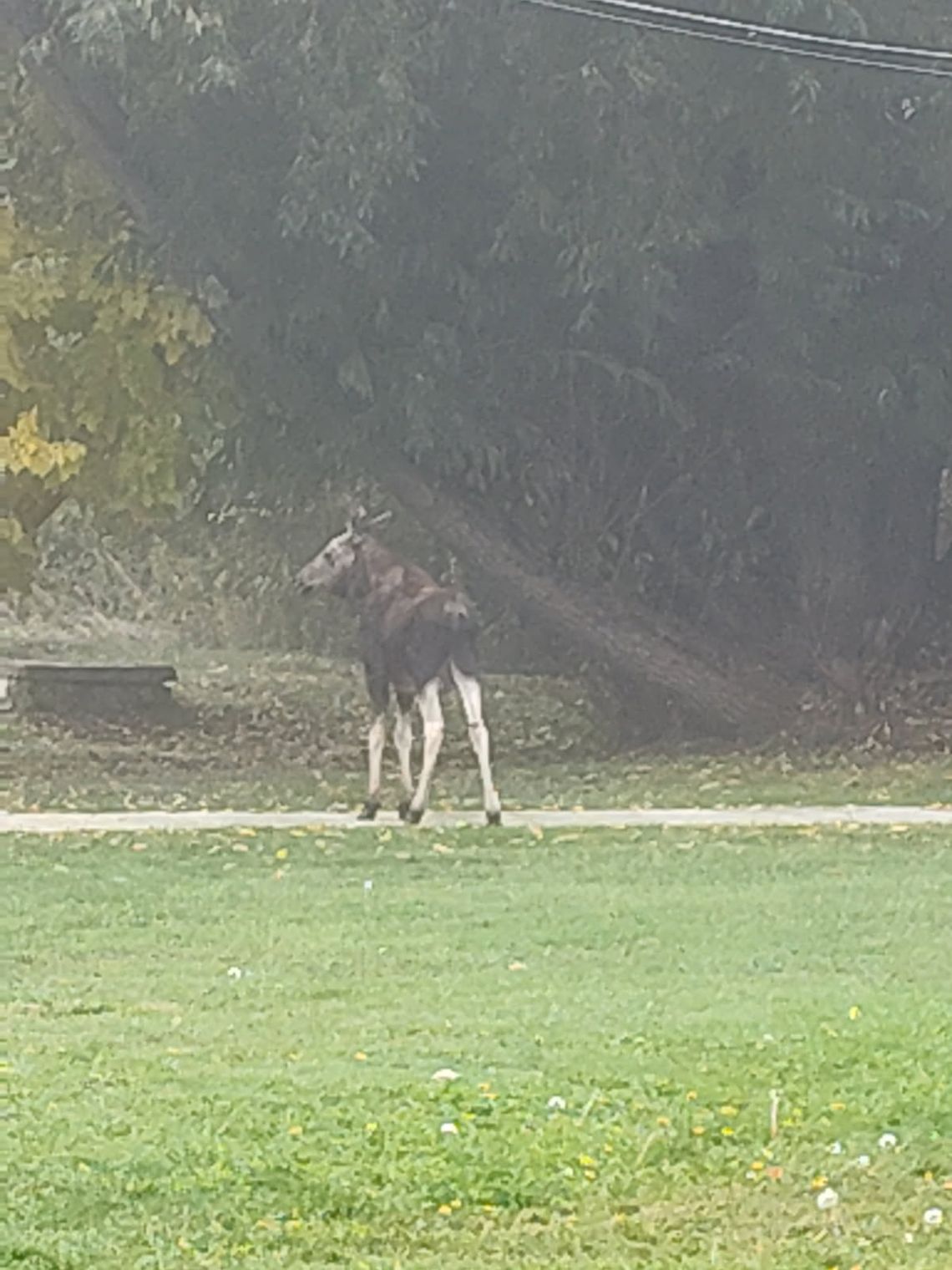 Officials warn of moose sightings in Cusick, Usk