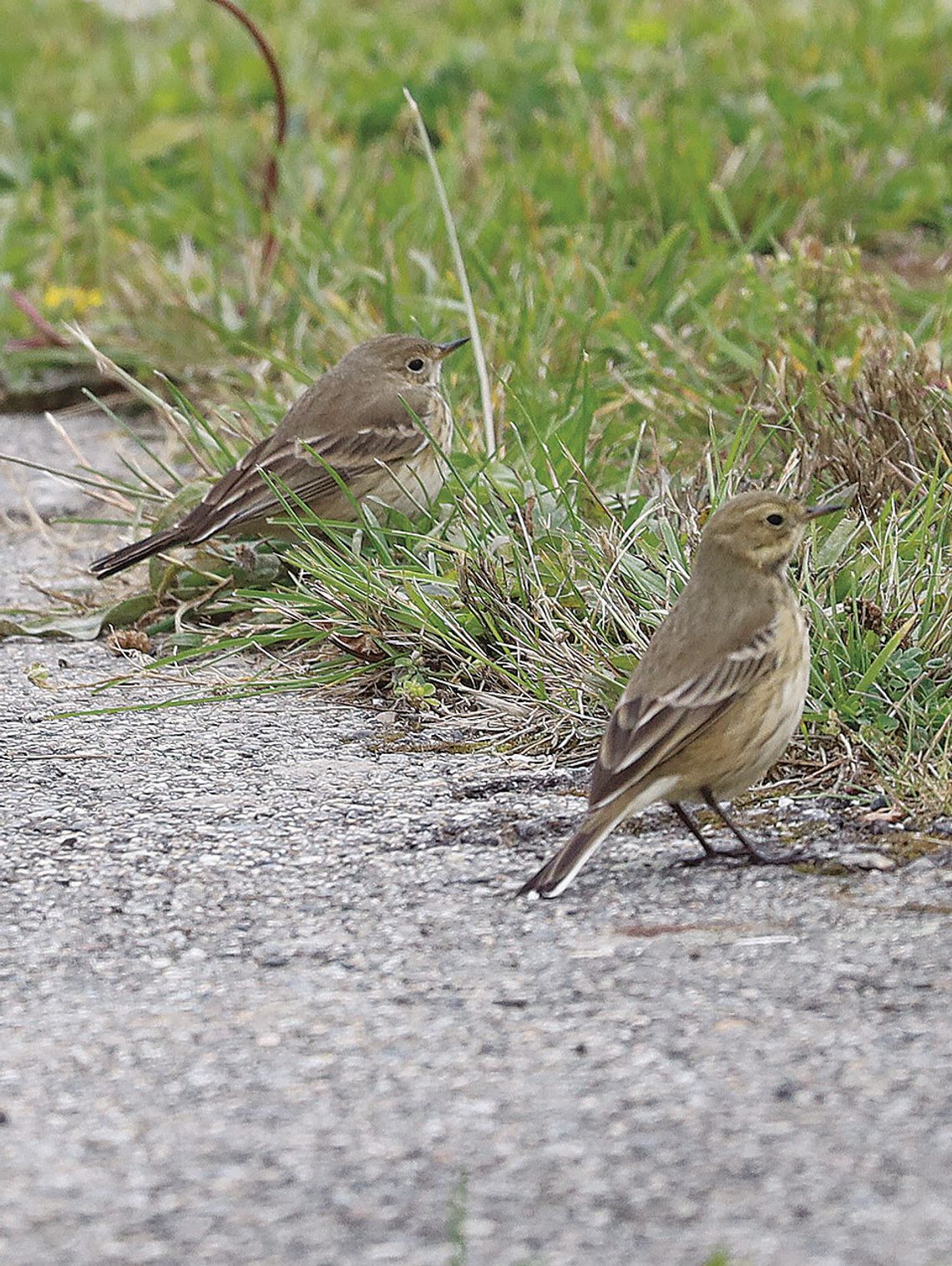On the wing