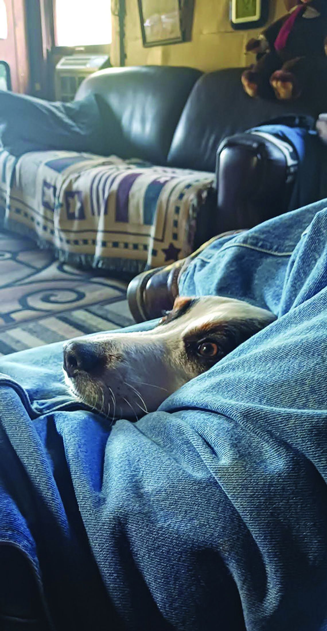 Pend Oreille River Valley Pets