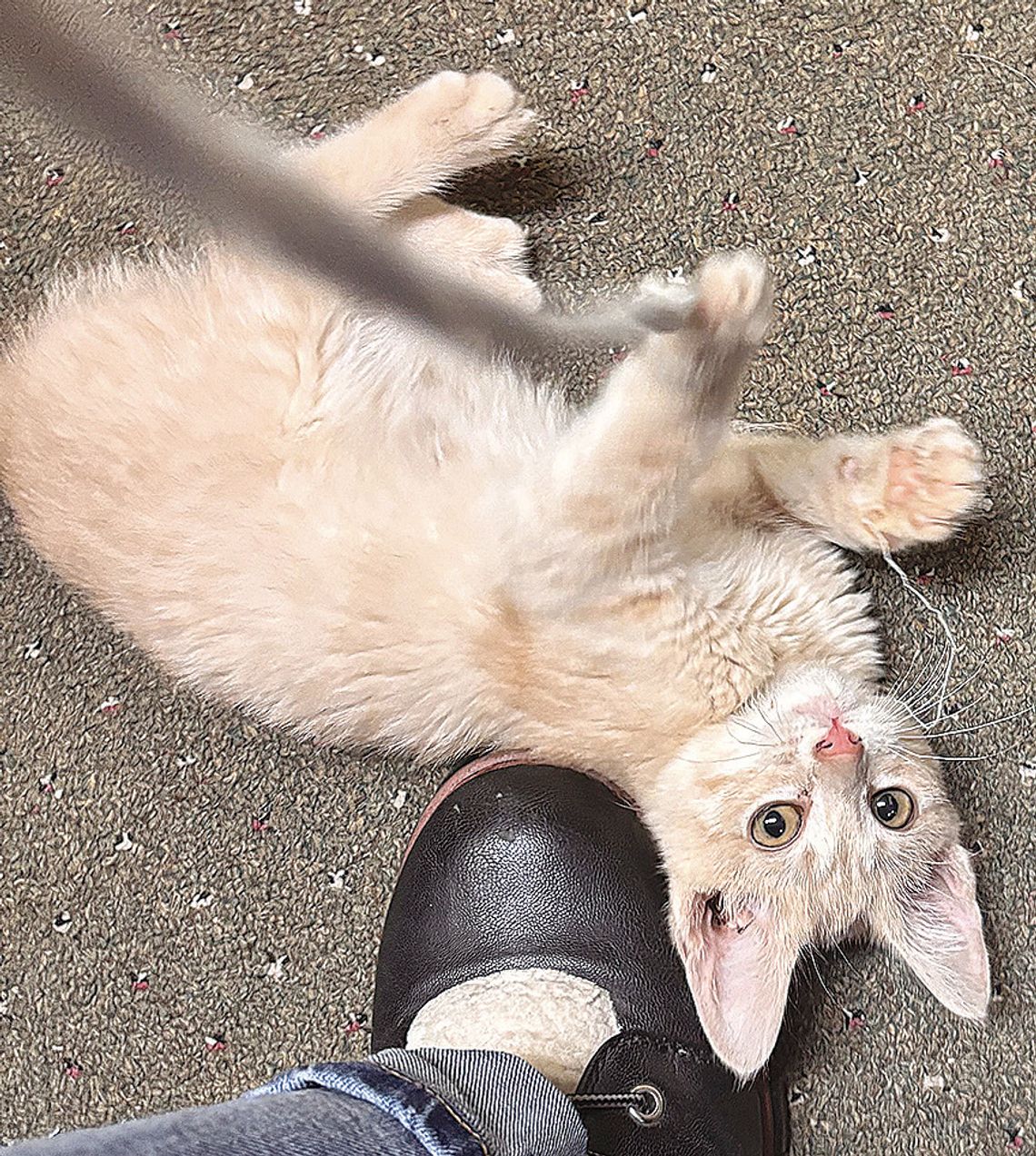 The string, the string!