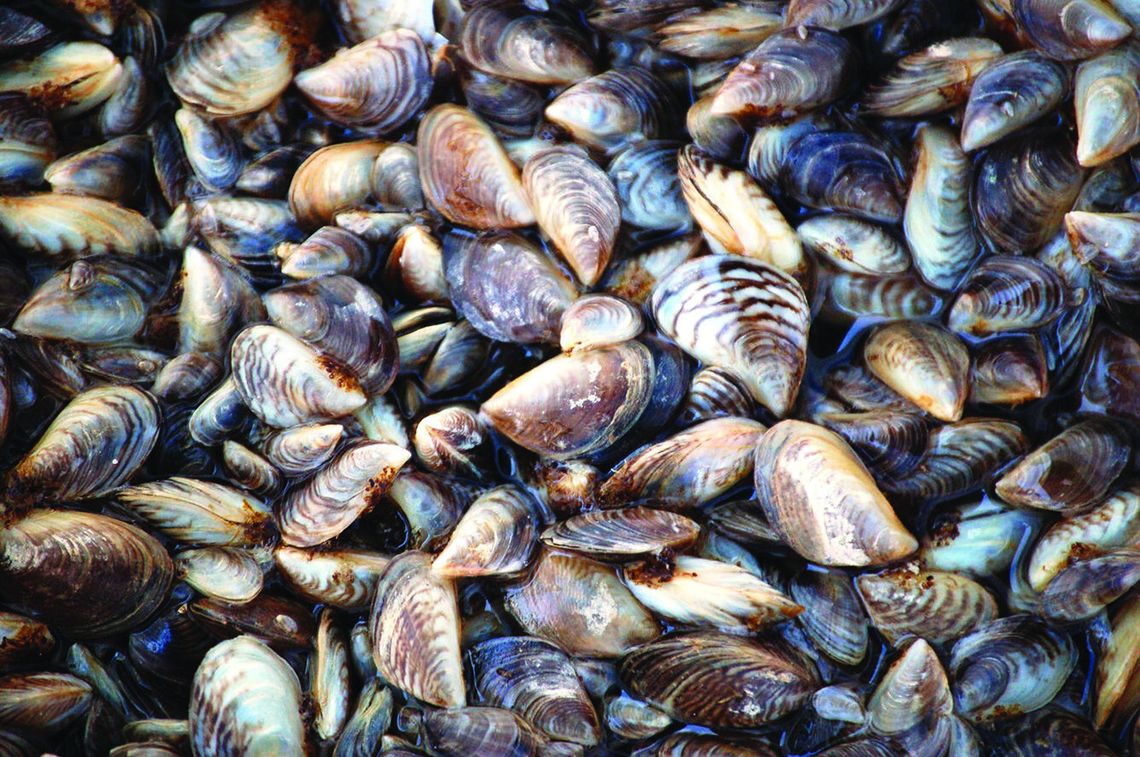 Washington on guard for mussel found in Idaho last year