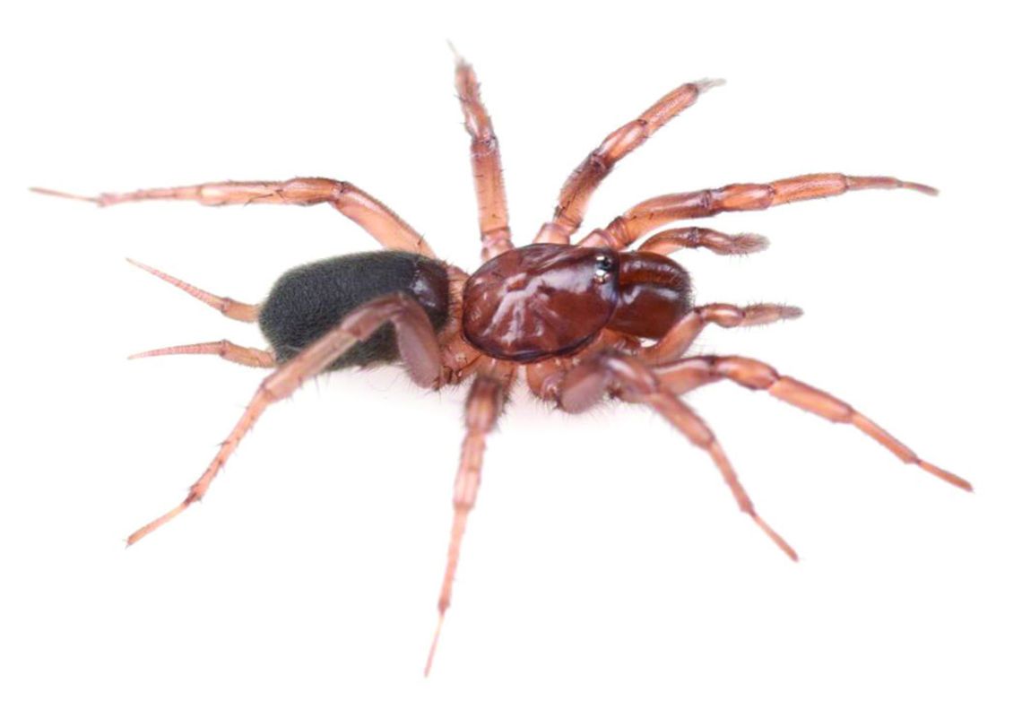Web of intrigue: Researchers find new, Idaho-centric spider species Web of intrigue: Researchers find new, Idaho-centric spider species